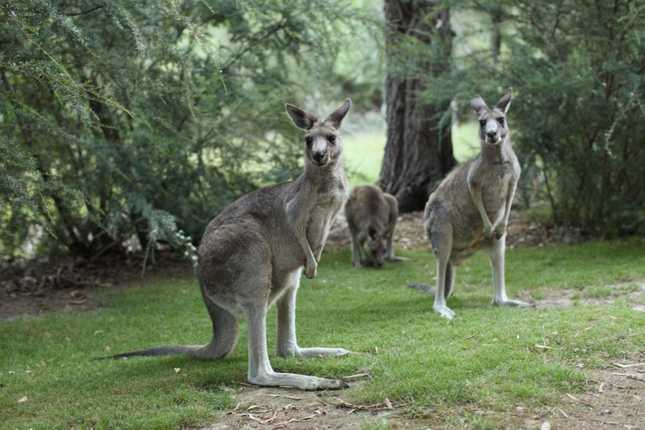 The Lodges Halls Gap Bagian luar foto